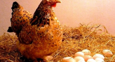 Co dělat, když kuřata na jaře přestanou snášet?